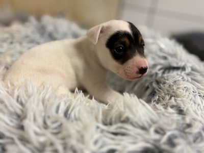 Les chiots de Jack Russell Terrier