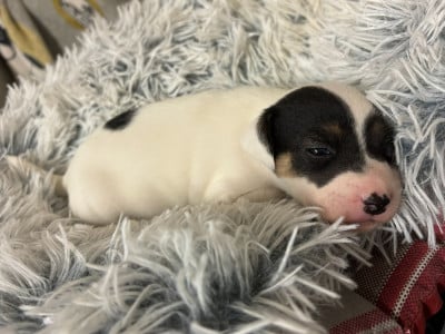 Les chiots de Jack Russell Terrier