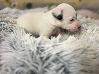 Les chiots de Jack Russell Terrier
