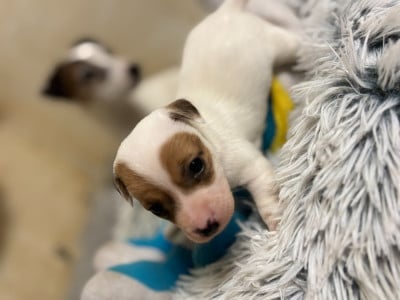 Les chiots de Jack Russell Terrier