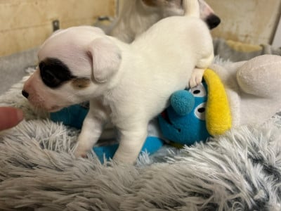 Les chiots de Jack Russell Terrier