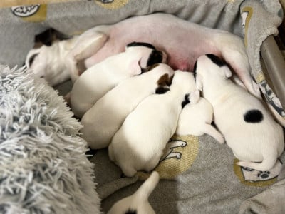 Les chiots de Jack Russell Terrier