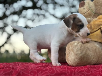 Les chiots de Jack Russell Terrier