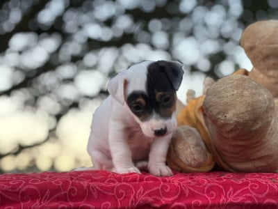 Les chiots de Jack Russell Terrier