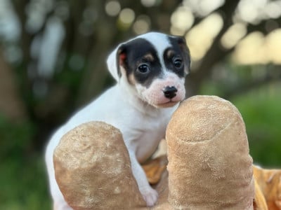 Les chiots de Jack Russell Terrier