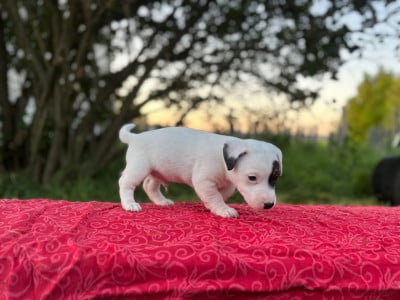 Les chiots de Jack Russell Terrier