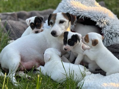Les chiots de Jack Russell Terrier