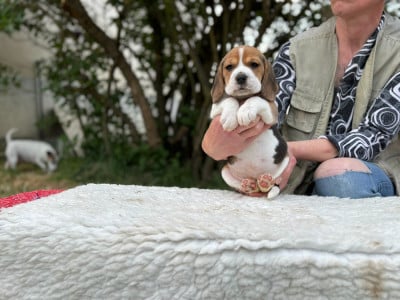 Les chiots de Beagle