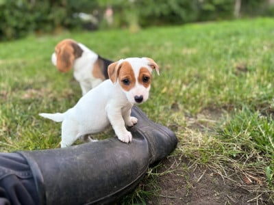 Les chiots de Jack Russell Terrier
