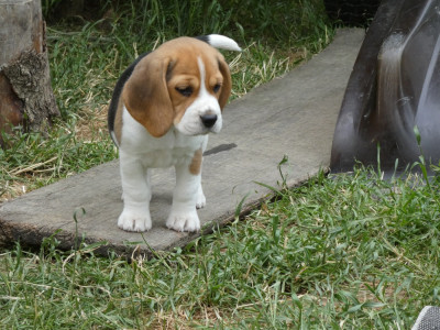 Les chiots de Beagle