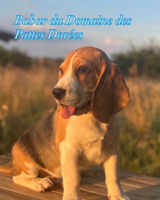 Les chiots de Beagle