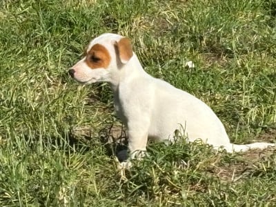 Les chiots de Jack Russell Terrier