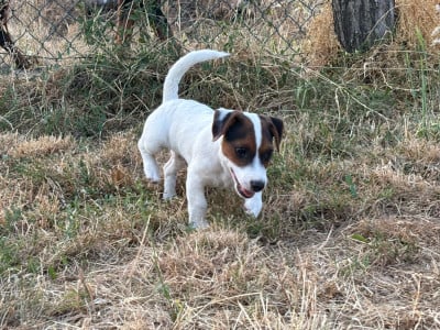 Les chiots de Jack Russell Terrier