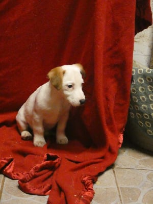 Les chiots de Jack Russell Terrier