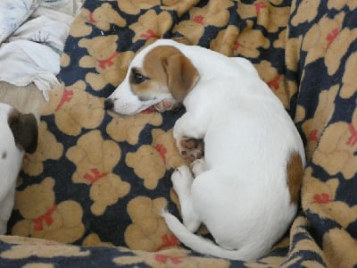 Les chiots de Jack Russell Terrier