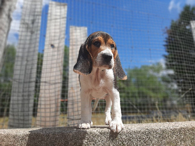 Les chiots de Beagle