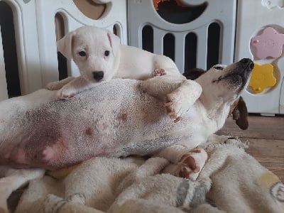 Les chiots de Jack Russell Terrier