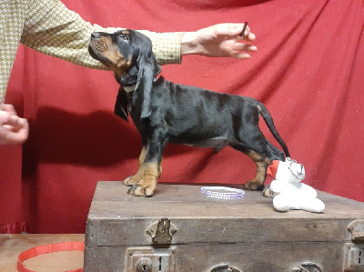 Les chiots de Chien noir et feu pour la chasse au raton laveur