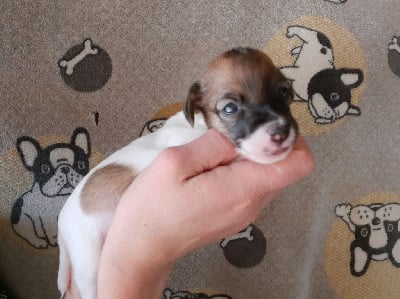 Les chiots de Jack Russell Terrier