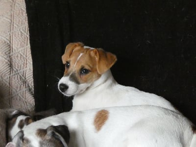 Les chiots de Jack Russell Terrier