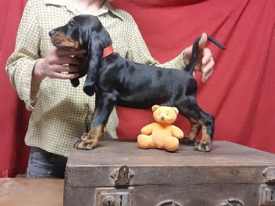 Les chiots de Chien noir et feu pour la chasse au raton laveur