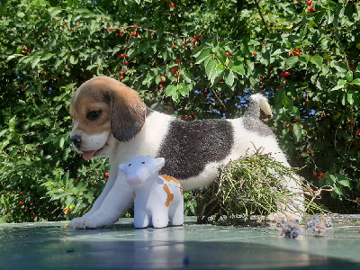 Les chiots de Beagle