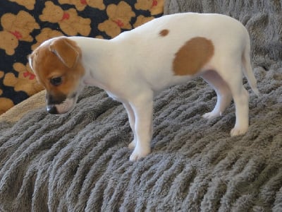 Les chiots de Jack Russell Terrier