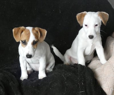 Les chiots de Jack Russell Terrier