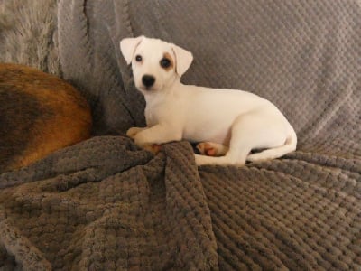 Les chiots de Jack Russell Terrier