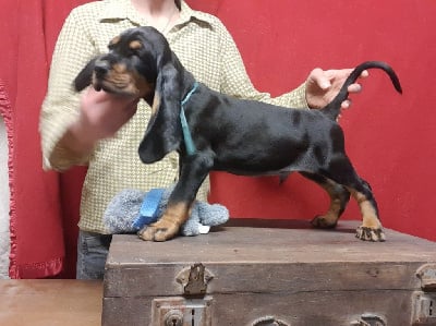 Les chiots de Chien noir et feu pour la chasse au raton laveur