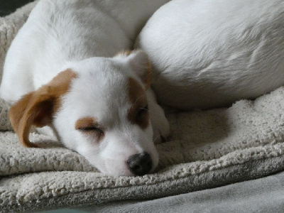 Les chiots de Jack Russell Terrier