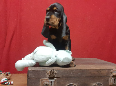 Les chiots de Chien noir et feu pour la chasse au raton laveur