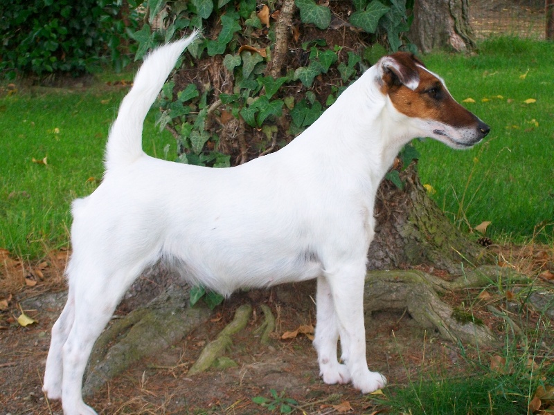 Publication : Des Futaies Du Plessis