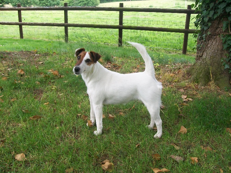 Publication : Des Futaies Du Plessis