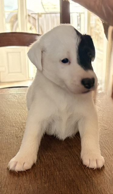 Chiot N°2 - Fox Terrier Poil lisse
