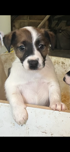 Chiot N°4 - Fox Terrier Poil lisse
