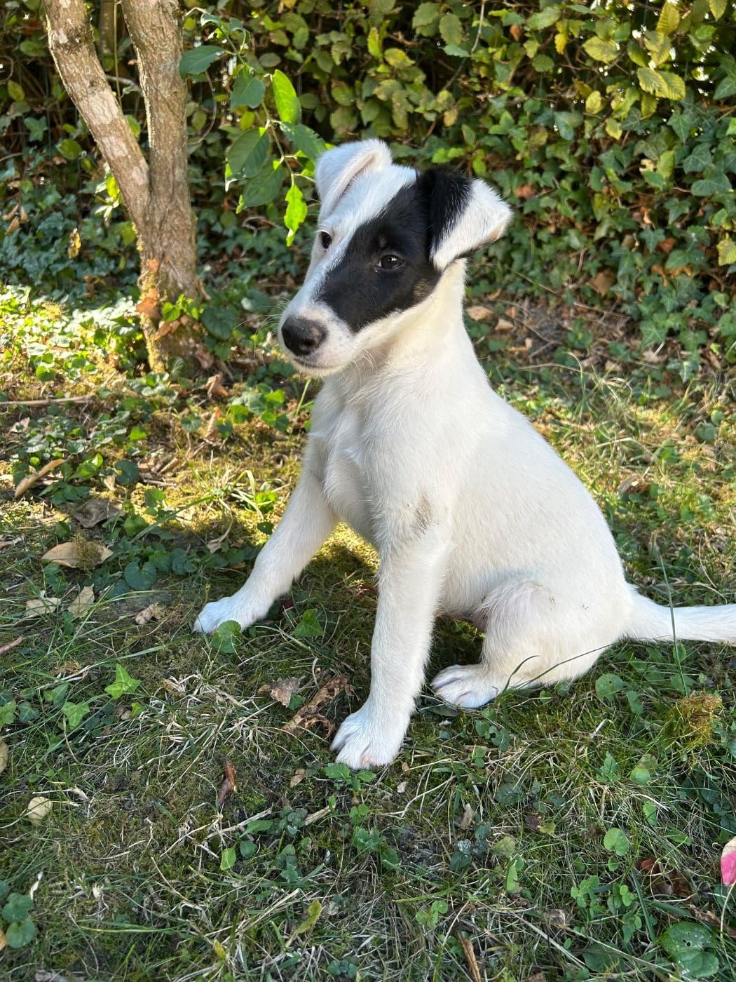 Chiot N°2