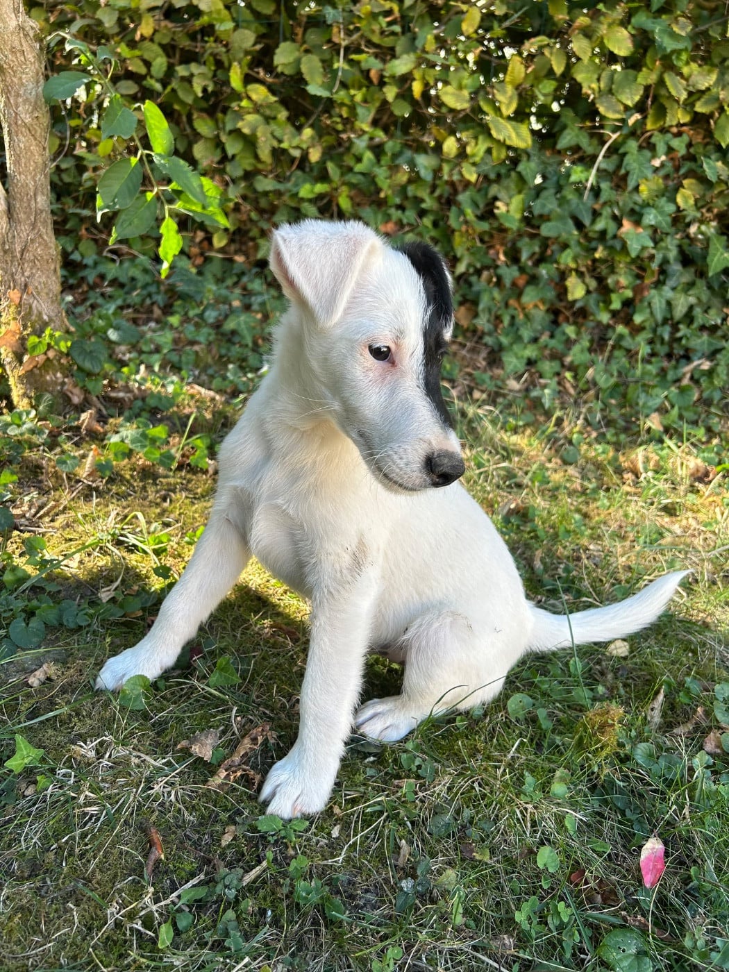 Chiot N°2