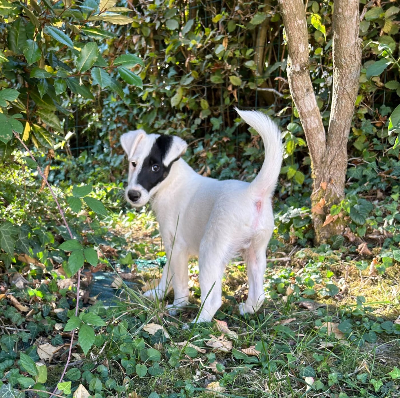 Chiot N°2