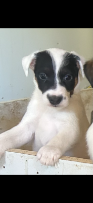 Les chiots de Fox Terrier Poil lisse