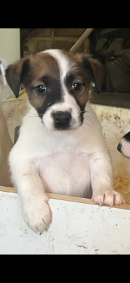 Les chiots de Fox Terrier Poil lisse