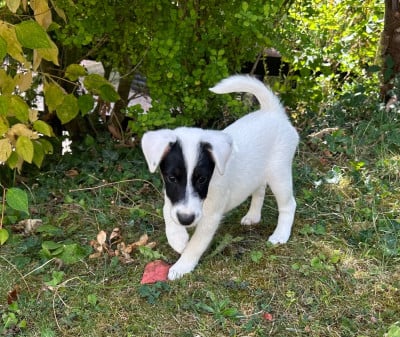 Les chiots de Fox Terrier Poil lisse
