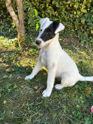 Les chiots de Fox Terrier Poil lisse