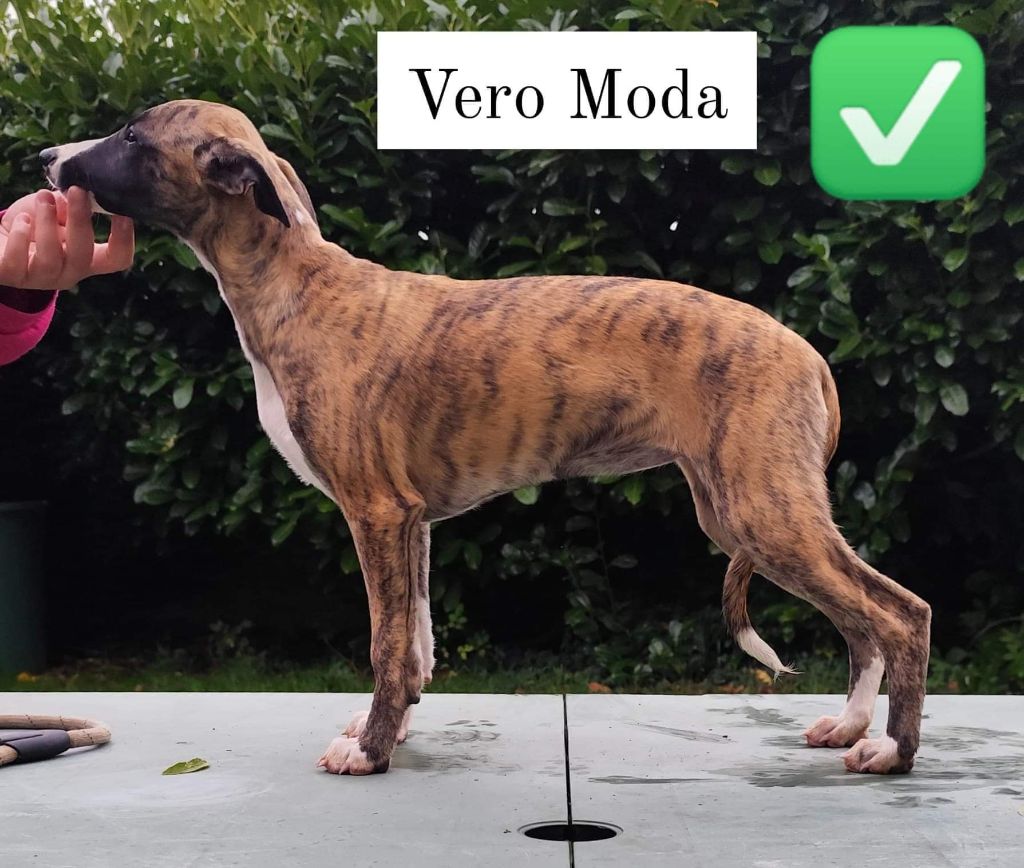 Vero Moda