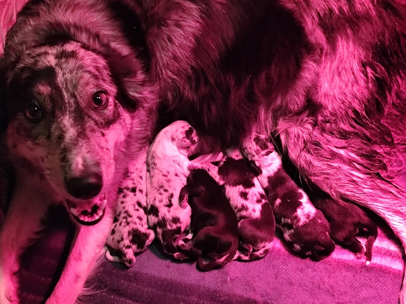 Border Collie - Des Vives Etoiles D’Argent