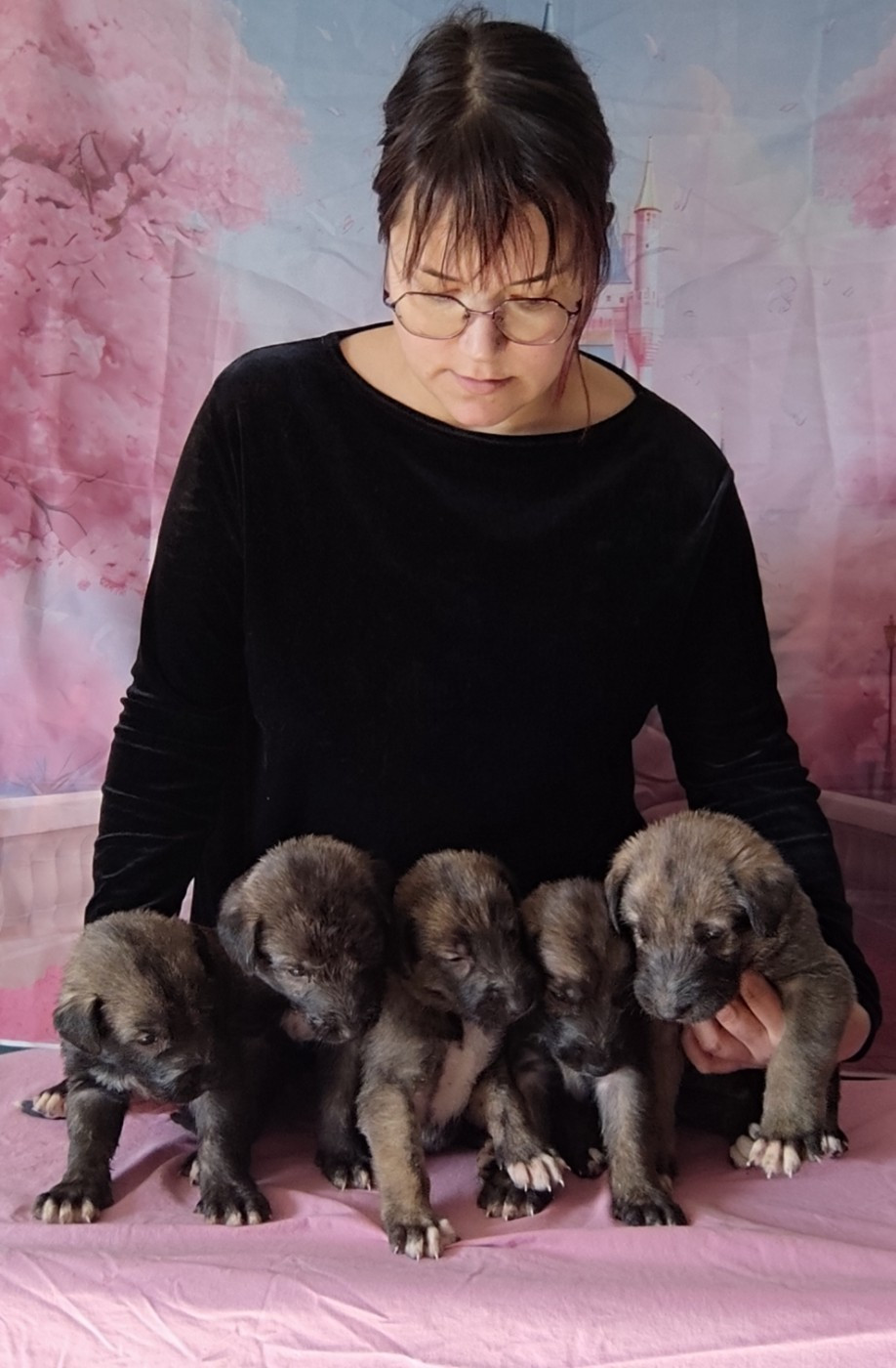 Levrier Irlandais - Des Vives Etoiles D’Argent