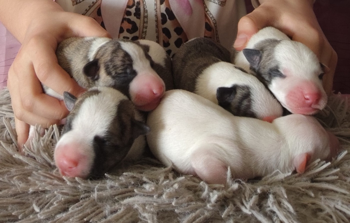 Whippet - Des Vives Etoiles D’Argent