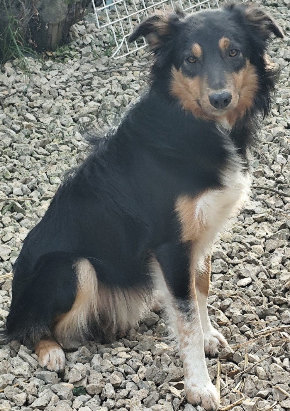 Americano cocktail rebaptise Socrate à Graziella.