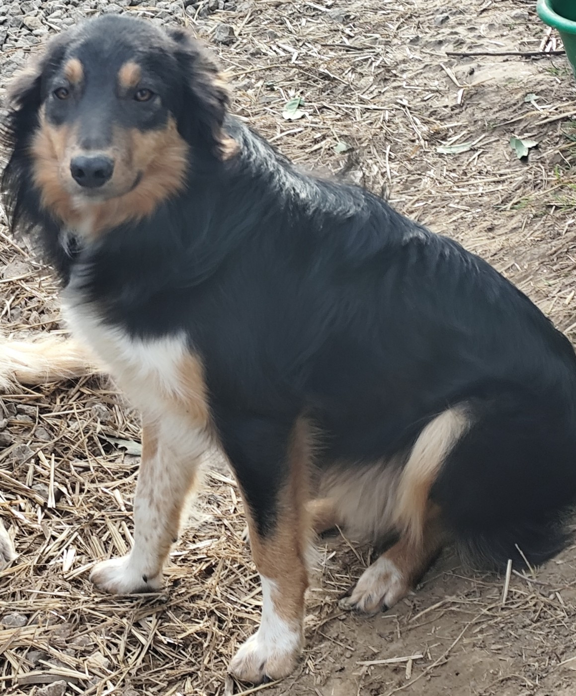 Americano cocktail rebaptise Socrate à Graziella.