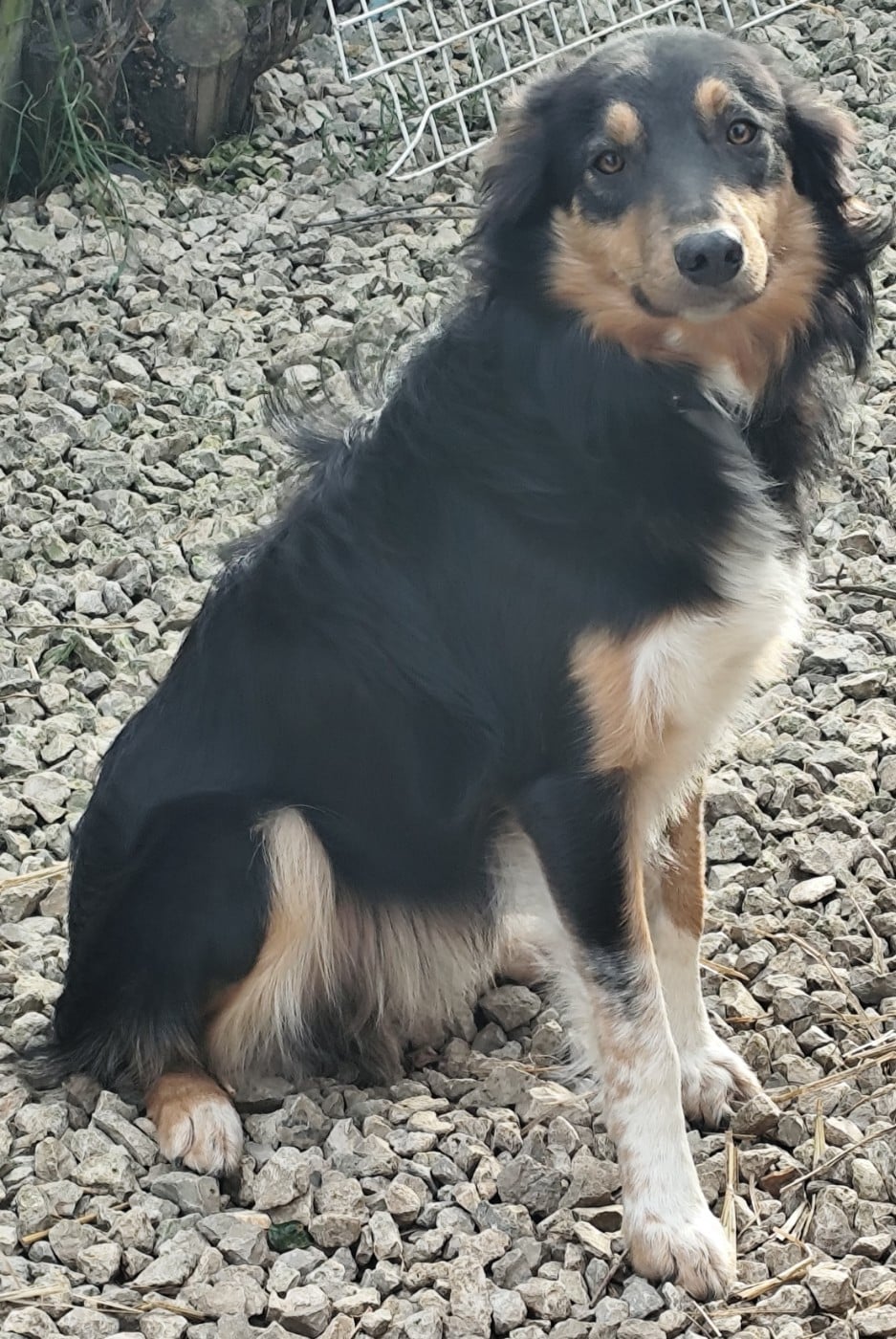 Americano cocktail rebaptise Socrate à Graziella.